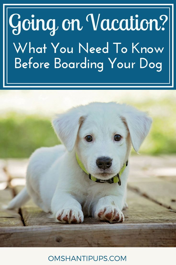 Steps You Should Take Before Boarding Your Dog