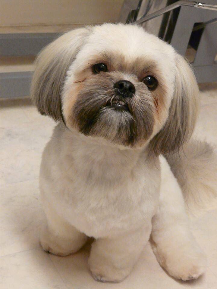 how much is shih tzu puppy shih tzu affectionate and playful shih tzu puppy how much is shih tzu puppy shih tzu affectionate and playful shih tzu puppy