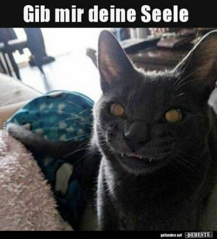 52 Ideas Funny Pictures Of Animals Dogs Weird