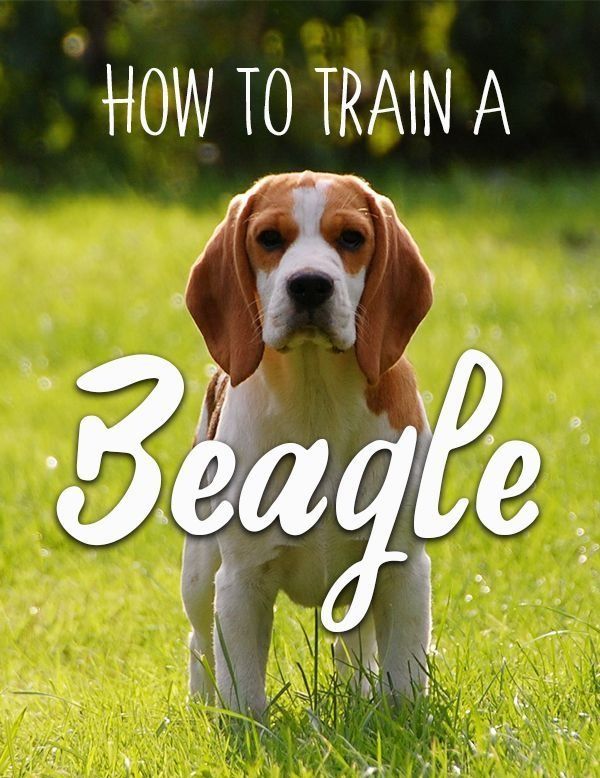 Detailed Instructions And Tips For Beagle Puppy Training Read