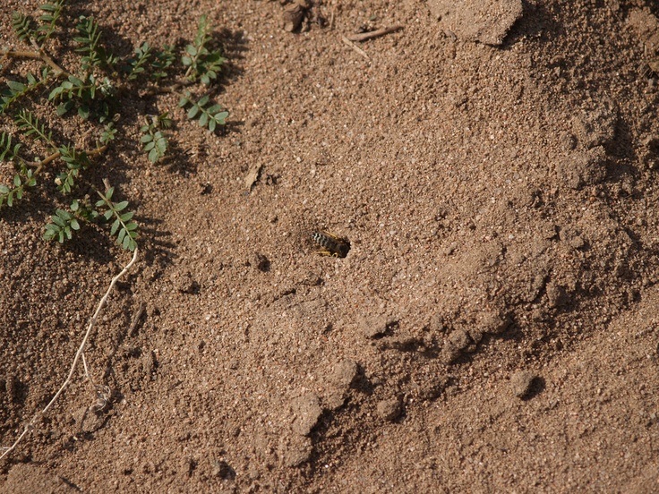 Natural Way To Get Rid Of Cicada Killers Natural Way To Get Rid Of Cicada Killers
