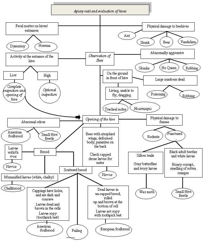 35 best Important Bee Charts images on Pinterest Bees, Charts - flow chart printable 35 best Important Bee Charts images on Pinterest Bees, Charts - flow chart printable
