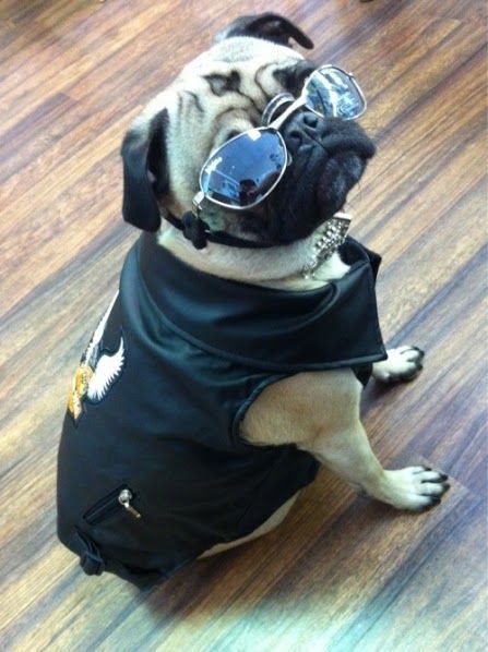 bone pugs pugs bad to the bone barking mad www jointhepugs pugpower puglife bone pugs pugs bad to the bone barking mad www jointhepugs pugpower puglife