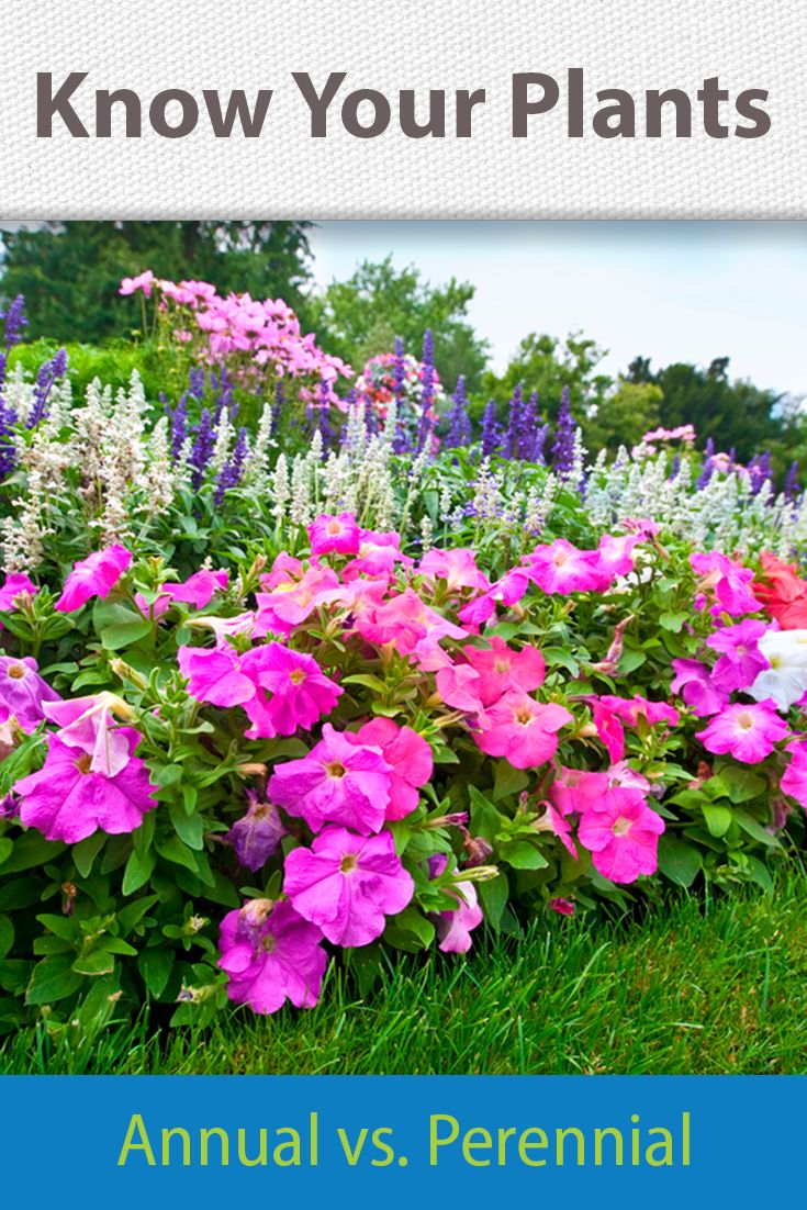 ✔️11+ Perennial flowers vs annual - information Popular 6 2d0fb5f6468b4f6795a91a7bbd1b6402