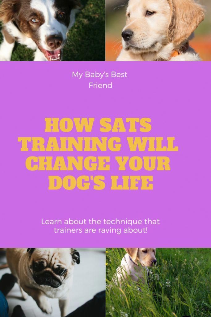 Eminent Solidified How To Train Your Dog New Improved Dog