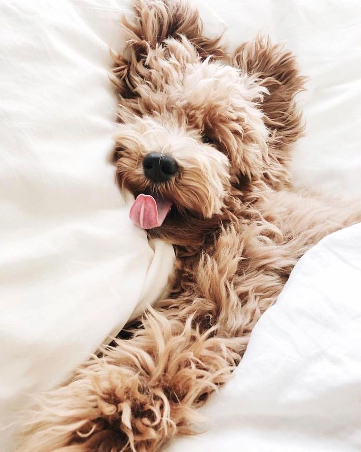 Pin By Coco Of Summer On Like Cute Baby Animals Cute Animals