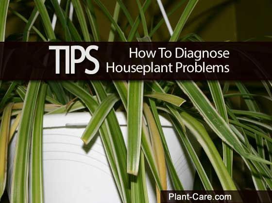 30 best indoor plants low to med light images on 30 best indoor plants low to med light images on