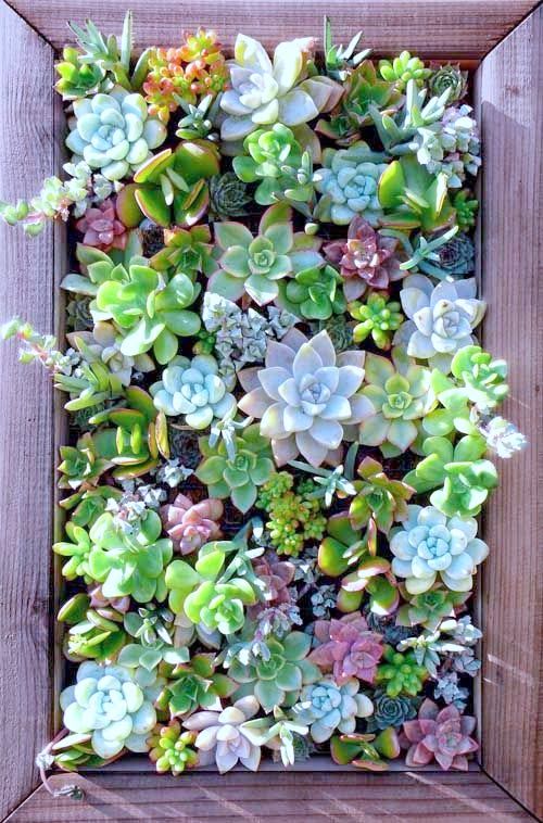 Succulent Wall Art best 25+ succulent wall ideas on pinterest | succulent wall Succulent Wall Art best 25+ succulent wall ideas on pinterest | succulent wall