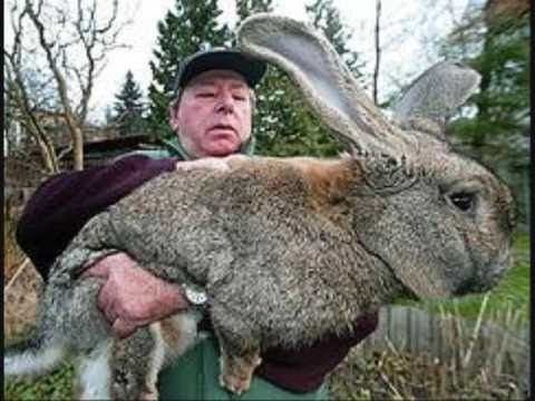 Biggest Cat In The World Guinness 2012 82 best record guiniss images on pinterest | world records Biggest Cat In The World Guinness 2012 82 best record guiniss images on pinterest | world records