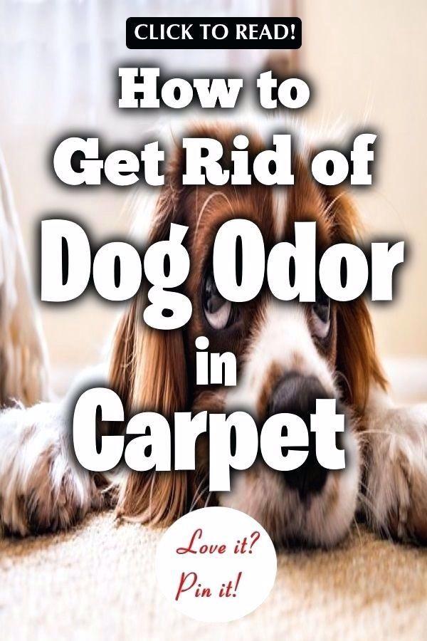 Image By Rick Bergnaum On Life In 2020 Pet Odor Remover Removing Dog Urine Smell Pet Odor Remover