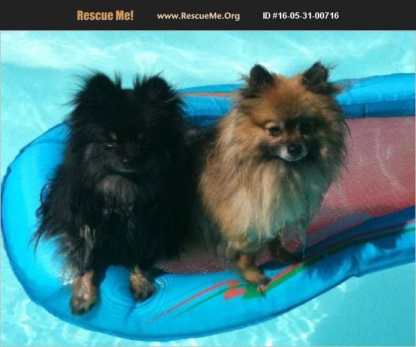southern california pomeranian rescue image may contain text socalpomrescue scpr pomeranian southern california pomeranian rescue image may contain text socalpomrescue scpr pomeranian