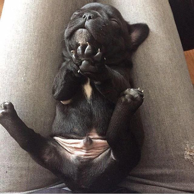 Good Morning Sleeping French Bulldog Puppy