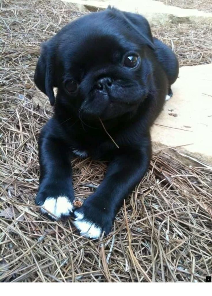 Read More About Black Pug Puppies For Adoption Please Click Here