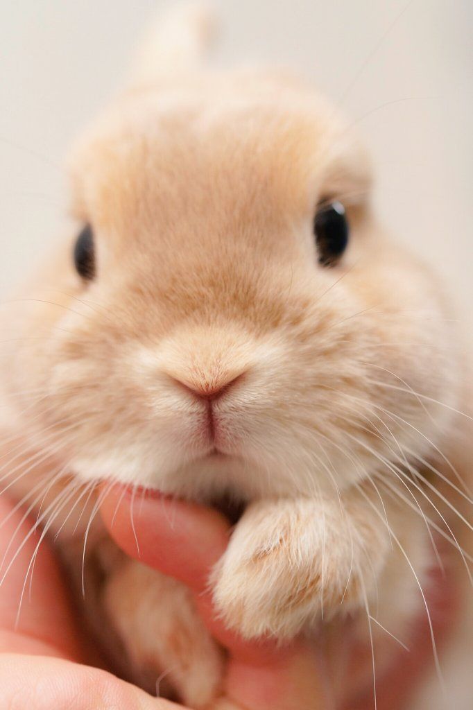 Cute Bunny A Little Tiny Baby With A Little Tiny Baby Nose With