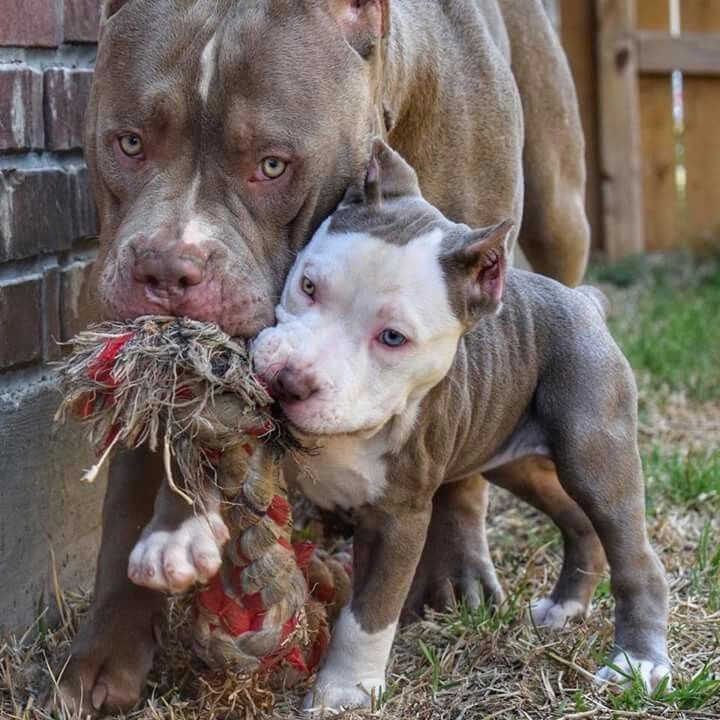 So Vicious Pitbull Bull Dog Stuff Dog Breeds Pitbull Dog