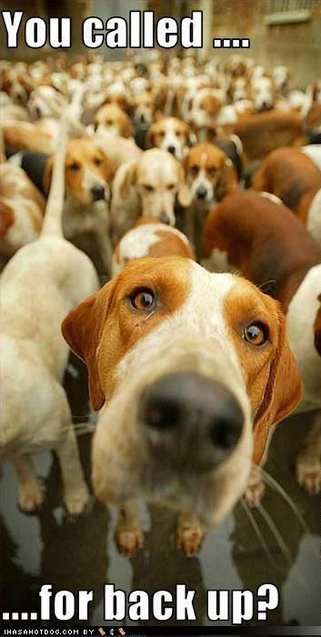 169 best coonhound memes images on pinterest hound dog, animals 2d703e1df8b507f68951f3179f8cb0fd beagle funny beagle dog 169 best coonhound memes images on pinterest hound dog, animals,Backup Funny Memes