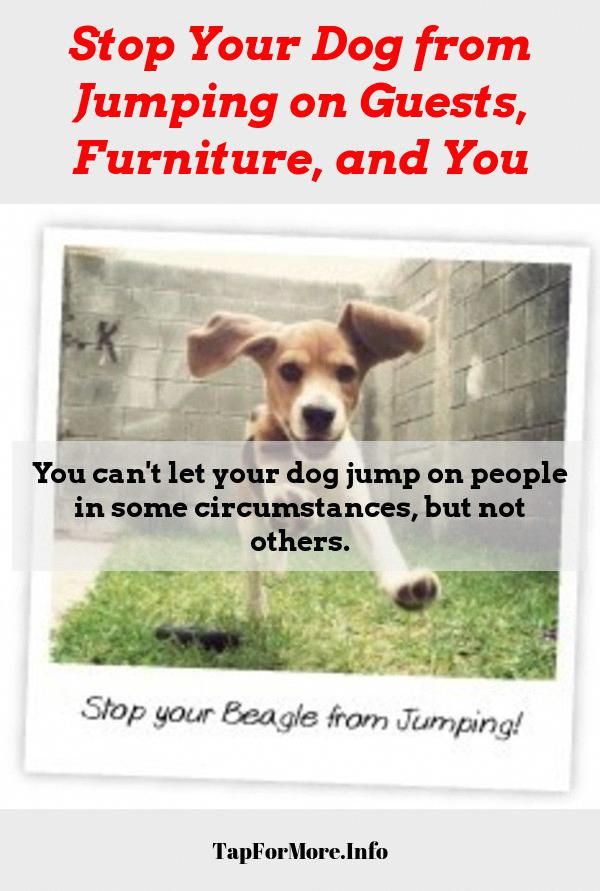 Stop Dog Jumping And Teach Dog Not To Jump Check The Pic For
