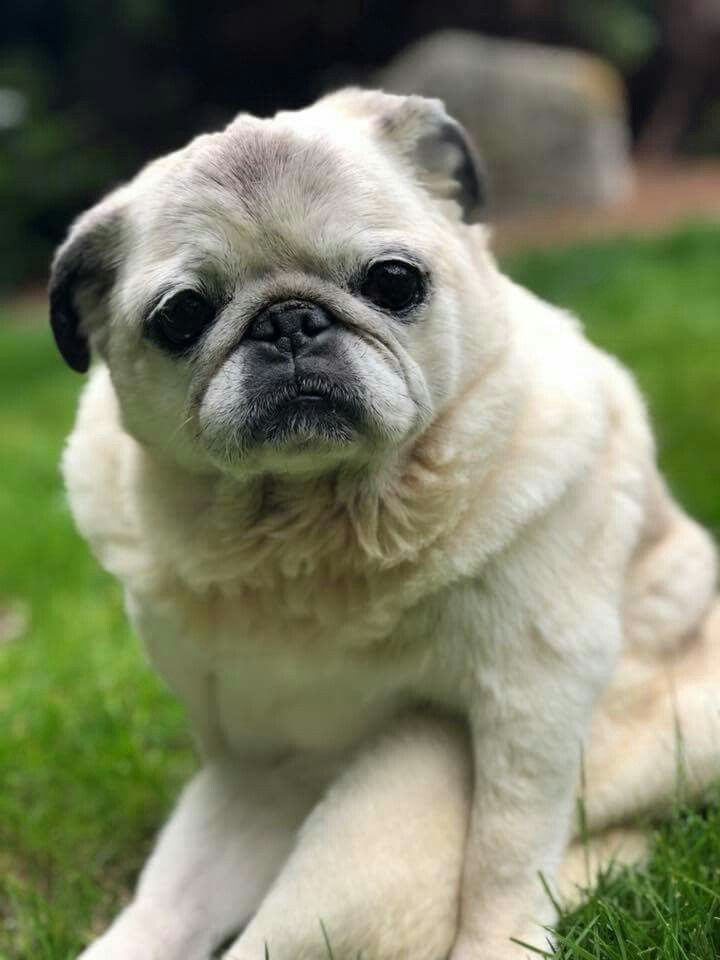 Precious Pug Cute Pug Puppies Pugs Cute Pugs