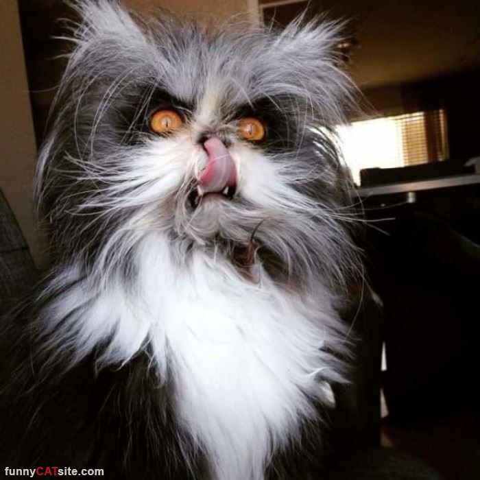 Scary kitties discount