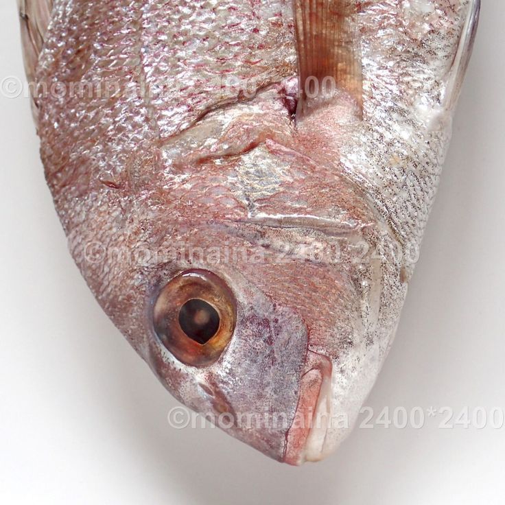 不思議な色や形 おしゃれまとめの人気アイデア Pinterest Momina Ina 21 真鯛 魚 色 不思議な色や形 おしゃれまとめの人気アイデア Pinterest Momina Ina 21 真鯛 魚 色