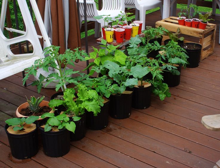 428 best Container Ve able Gardens images on Pinterest 428 best Container Ve able Gardens images on Pinterest