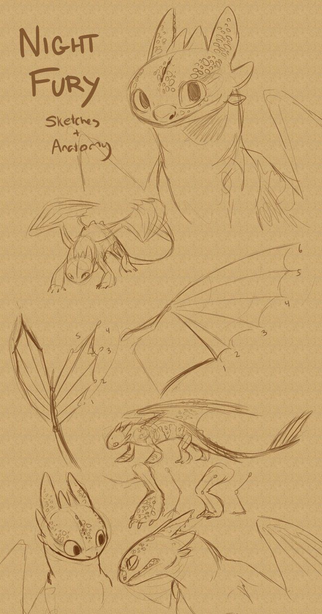 Toothless Sketches and Anatomy Notes by Stalcry on deviantART ...