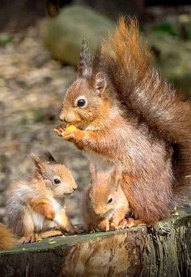 74 Best Squirrel Love Images On Pinterest Squirrels Dinner Time For Mother Red Squirrel And Her Babies