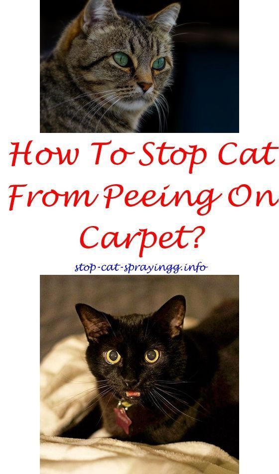 cat furniture peeing Cat furniture peeing
