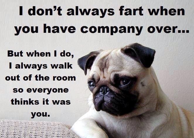 Best 25+ Pug meme ideas on Pinterest | Funny pugs, Pugs ... Best 25+ Pug meme ideas on Pinterest | Funny pugs, Pugs ...