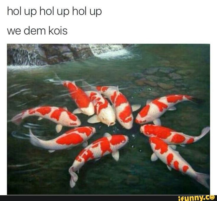 Several Orange And White Koi Fish Swimming In The Water