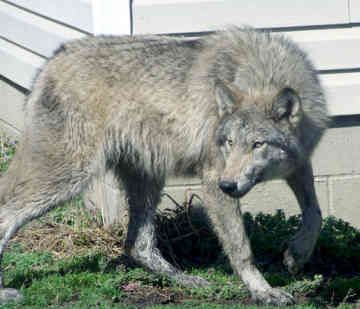 wolf hybrid puppies adoption 109 best wolf hybrid images on silken windhound wolf dogs and wolf wolf hybrid puppies adoption 109 best wolf hybrid images on silken windhound wolf dogs and wolf
