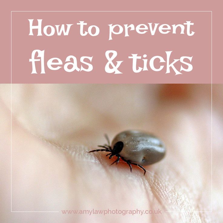 how to prevent ticks on dogs 18 best fleas and ticks images on fleas bugs and for dogs how to prevent ticks on dogs 18 best fleas and ticks images on fleas bugs and for dogs
