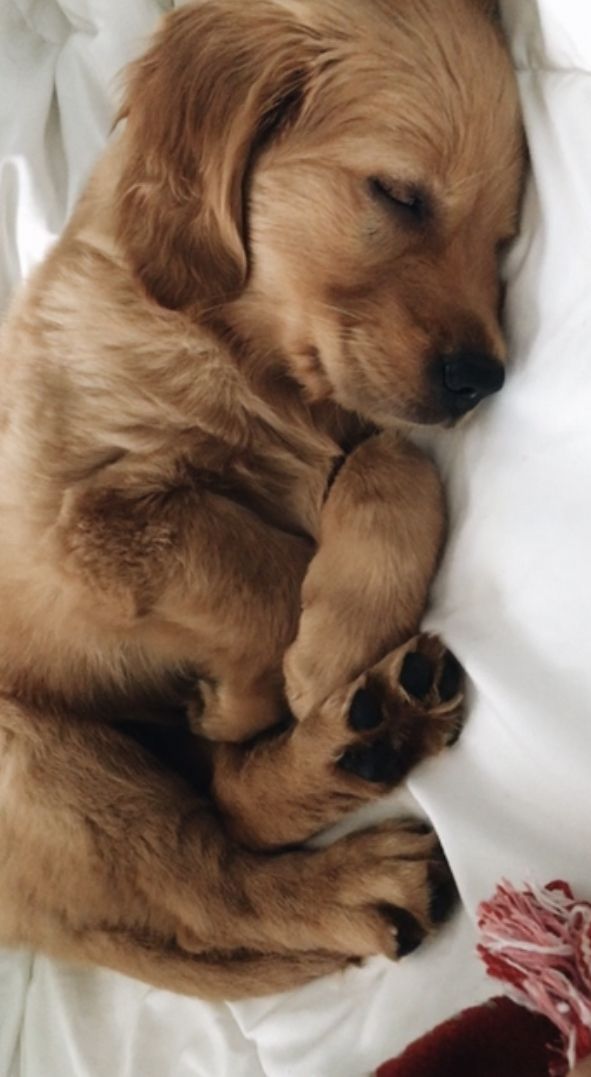 Pin By Alexa Grey On Dogs Lover Cute Baby Animals Cute Animals