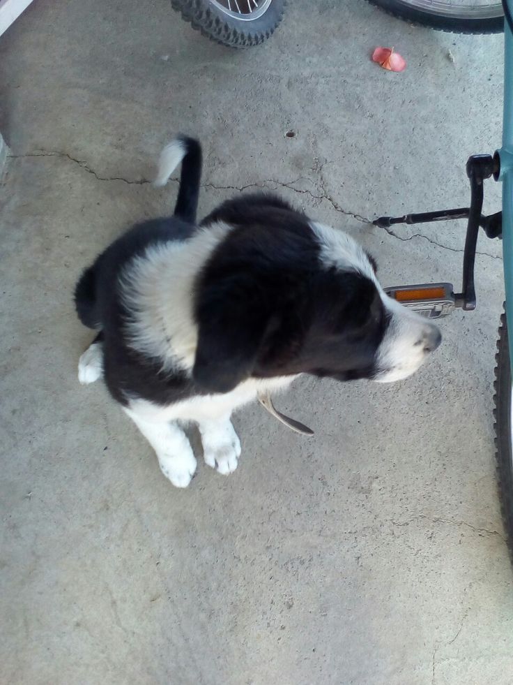 15 best Kutya images on Pinterest | Cutest dogs, Dog cat and Fluffy ...