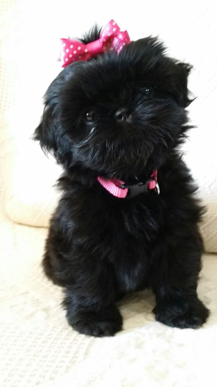 ridge shih tzu 15 best shih tzu images on shih tzu and ridge shih tzu 15 best shih tzu images on shih tzu and