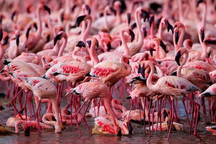 Group of flamingos called