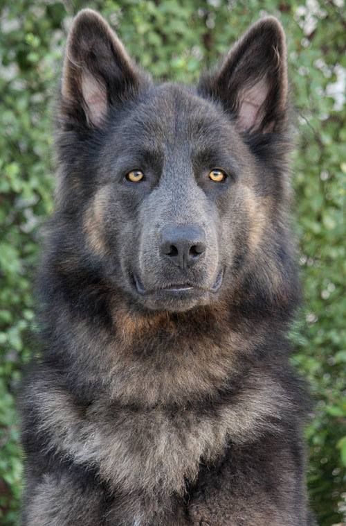 35 best wolf hybrid images on Pinterest | Wolf dogs, Wolf 35 best wolf hybrid images on Pinterest | Wolf dogs, Wolf