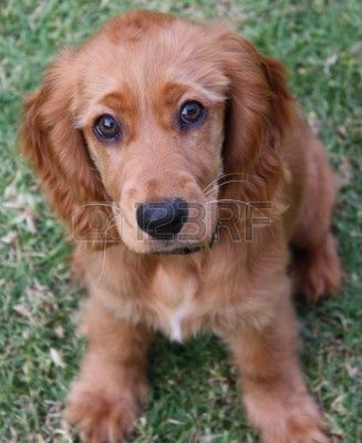 cocker spaniel cross golden retriever best 25 golden cocker retriever ideas on cocker spaniel mix golden cocker spaniel cross golden retriever best 25 golden cocker retriever ideas on cocker spaniel mix golden