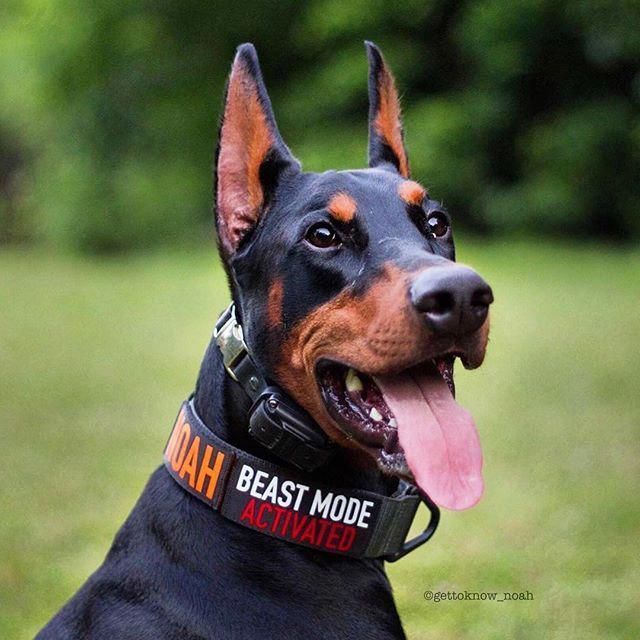 Basic Dog Training Tips Dogtrainingdog 4031037760