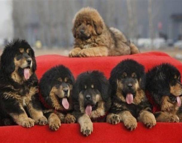 Tibetans Dog Big Tibetans Dog Big