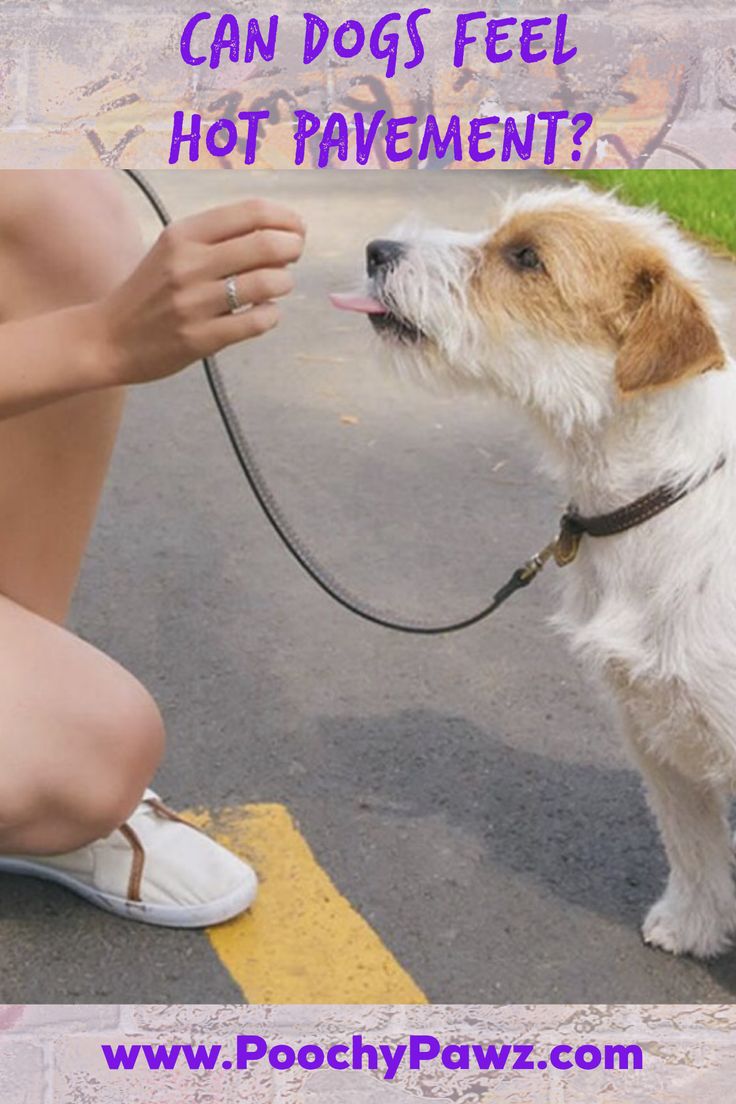 Can Dogs Feel Hot Pavement Feeling Hot Dog Health Paw Care copulation-in-dogs