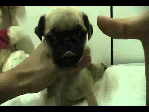teacup pugs for sale in pennsylvania 25 b 228 sta pug puppies for sale id 233 erna p 229 mopsar mopsvalpar och hundar teacup pugs for sale in pennsylvania 25 b 228 sta pug puppies for sale id 233 erna p 229 mopsar mopsvalpar och hundar