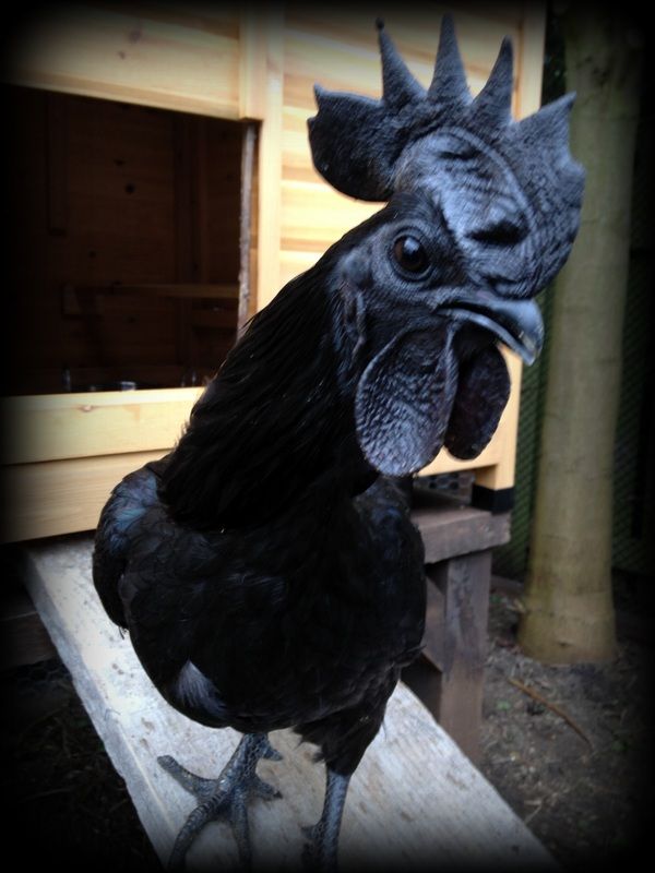 Ayam Cemani | Fancy chickens, Chickens backyard, Black chickens