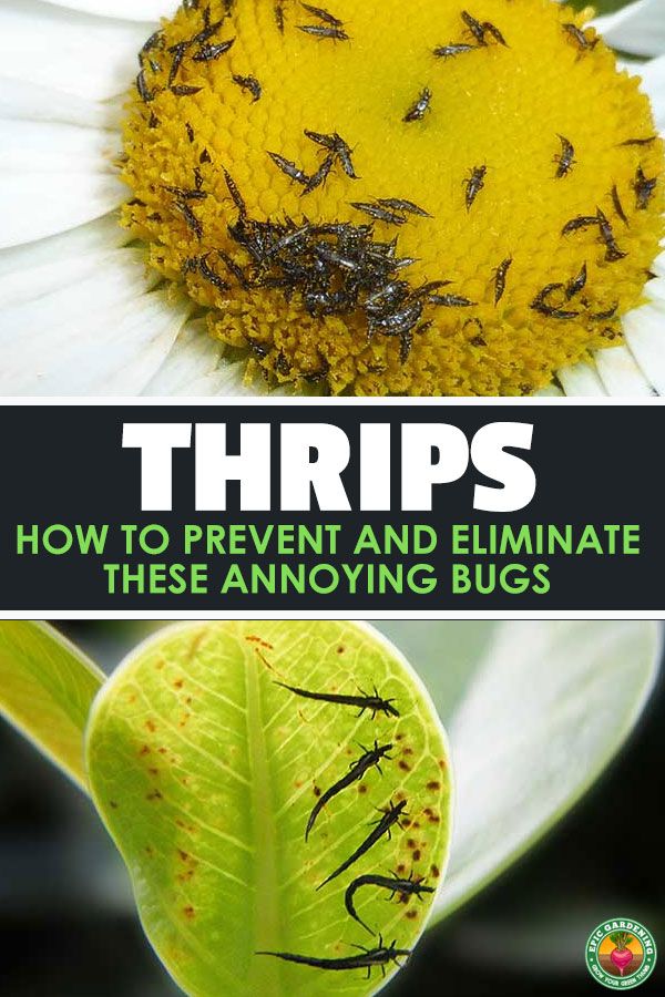 Thrips How to Identify and Get Rid of Thrips ASAP Epic