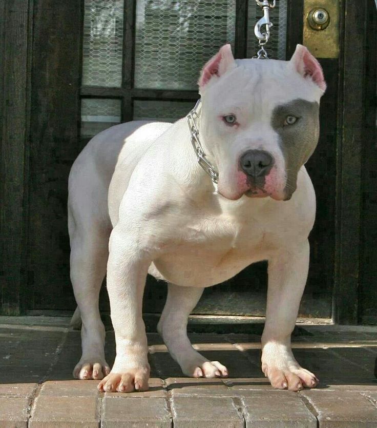 Big Cute Guard Dogs Big Cute Guard Dogs