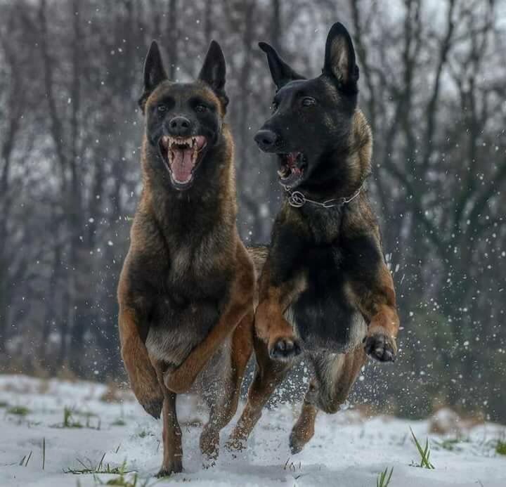 belgian malinois us secret service 10 best malinois u0026 gsd images on pinterest german shepherds belgian malinois us secret service 10 best malinois u0026 gsd images on pinterest german shepherds