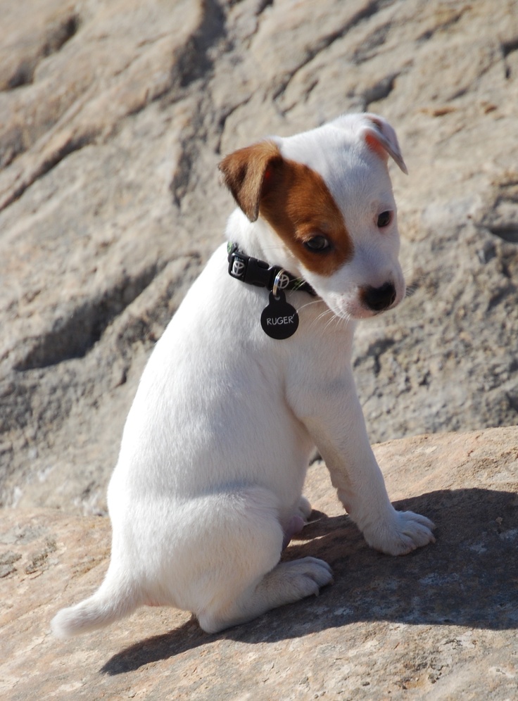 Why do jack russells have docked tails