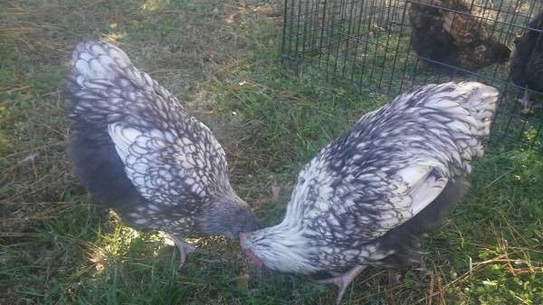 Silver Laced English Orpington Chicken Hatching Eggs6 6