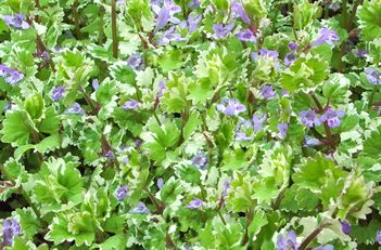 Lechoma Hederacea Variegata Variegated Ground Ivy Fast Creeper Lechoma Hederacea Variegata Variegated Ground Ivy Fast Creeper With White Variegation On Green Leaves Small Purple Flower Spikes Bloom To Enha