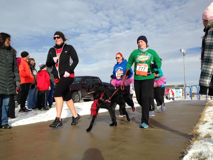 Brighton, Colorado's annual Turkey Trot 2013 Turkey trot, Trot, Sport Brighton, Colorado's annual Turkey Trot 2013 Turkey trot, Trot, Sport
